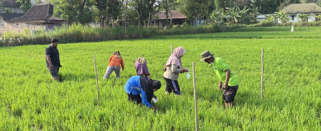 Sekolah Lapang Kedua SRP Tawangrejo Fokus pada Pengamatan Pertumbuhan dan Kebutuhan Nutrisi Tanaman