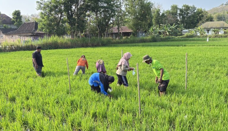 Sekolah Lapang Kedua SRP Tawangrejo Fokus pada Pengamatan Pertumbuhan dan Kebutuhan Nutrisi Tanaman