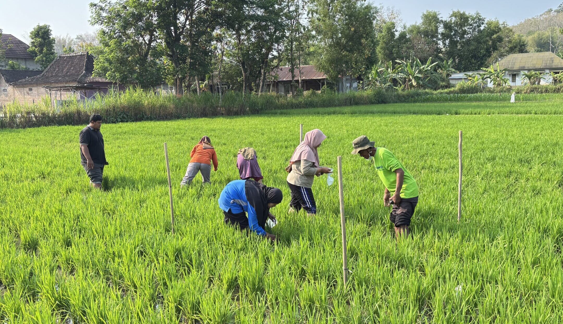 Sekolah Lapang Kedua SRP Tawangrejo Fokus pada Pengamatan Pertumbuhan dan Kebutuhan Nutrisi Tanaman