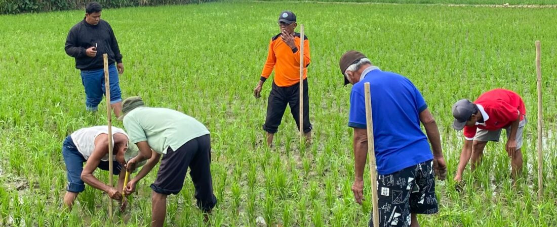 Awali Rangkaian Sekolah Lapang SRP, Petani Tawangrejo Lakukan Pengamatan Demplot Padi