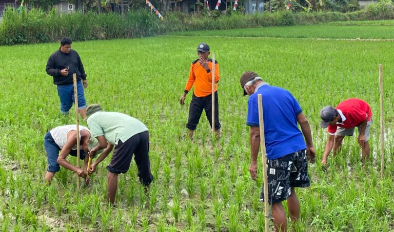 Awali Rangkaian Sekolah Lapang SRP, Petani Tawangrejo Lakukan Pengamatan Demplot Padi
