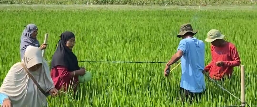 Sekolah Lapang Keempat di Demplot SRP Tawangrejo: Penyemprotan POC dengan Drone dan Pelatihan Pembuatan POC untuk Fase Generatif