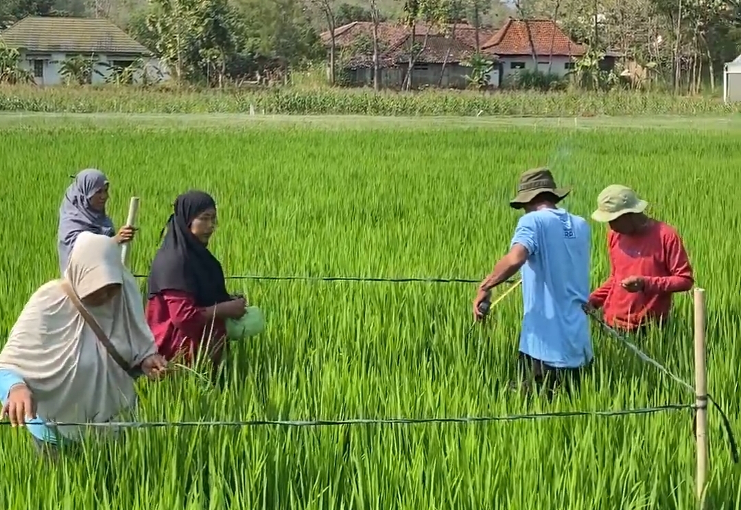 Sekolah Lapang Keempat di Demplot SRP Tawangrejo: Penyemprotan POC dengan Drone dan Pelatihan Pembuatan POC untuk Fase Generatif